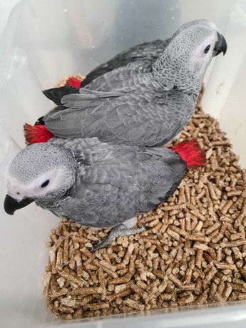 Papagaios cinzentos de cauda vermelha