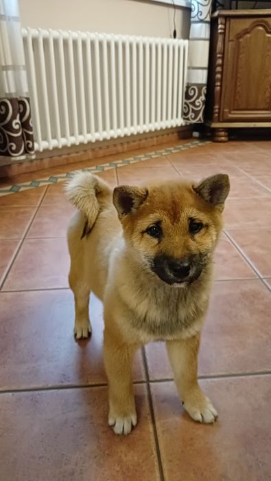 Shiba Inu czerwona suczka Wrzosowa Zagroda FCI ZKwP