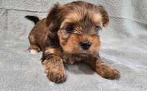 Yorkshire terrier Ocean Pearl suczka