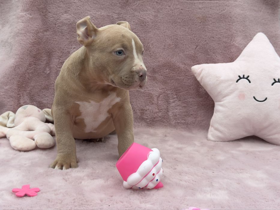 American Bully SUNIA -ABKC