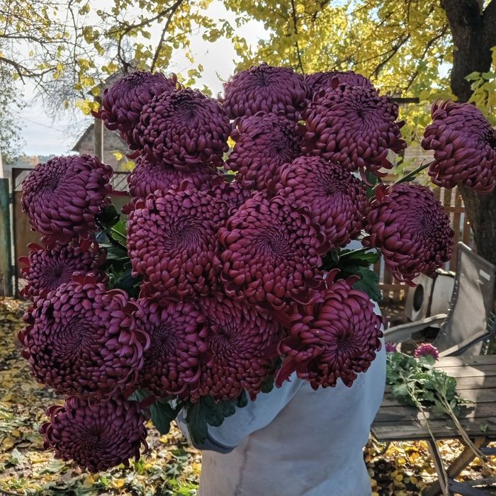 Продам коріння хризантеми великоквіткової