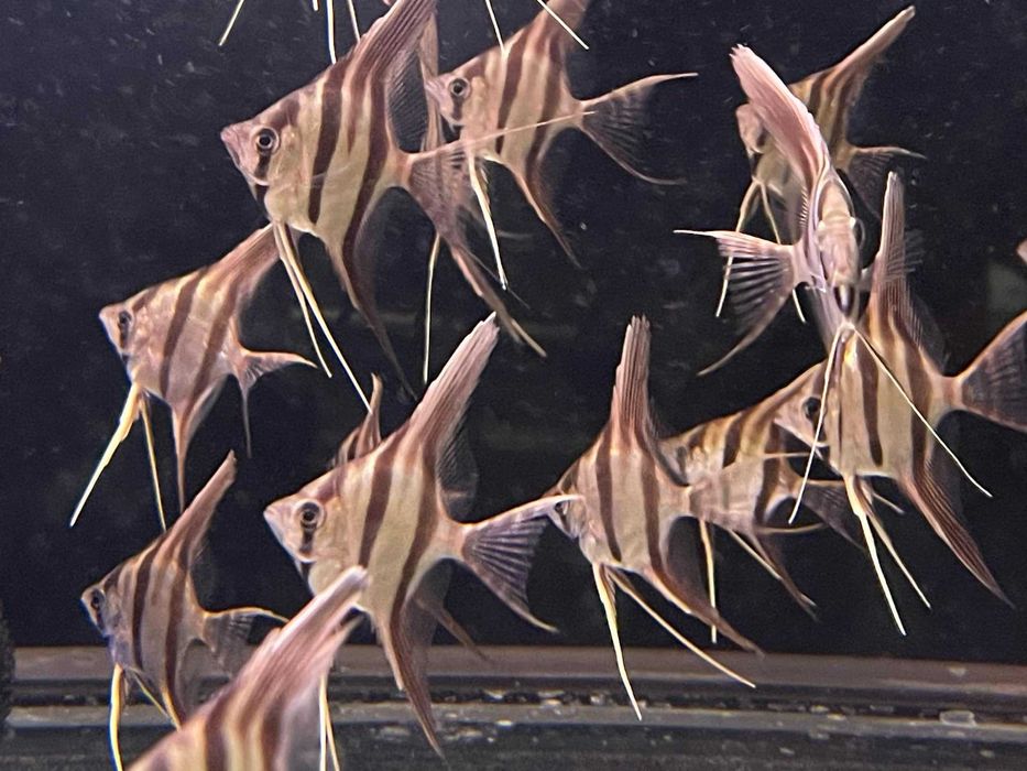 Pterophyllum altum Inirida