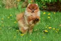 Pomeranian szpic miniaturowy FCI mikro rudasek