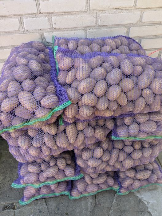 Продам картоплю, жовта 15 грн/кг