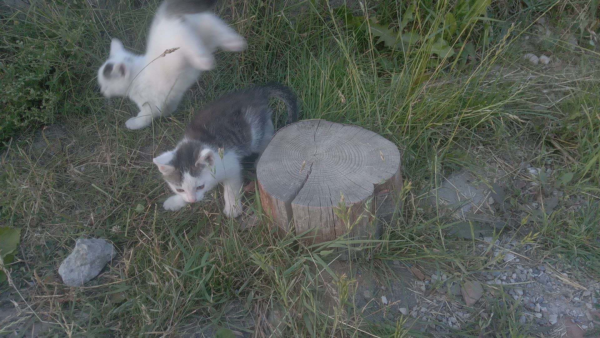 Oddam dwa koty w dobre ręce