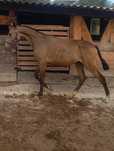 Poldra Baia 16 meses