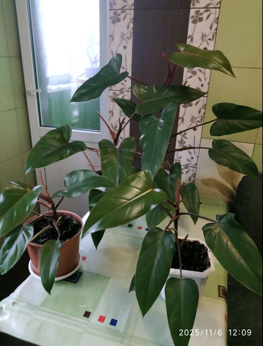 Філодендрони , що на фото