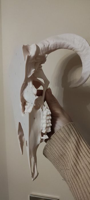 Połówka czaszki barana ozdoba do terrarium 3d