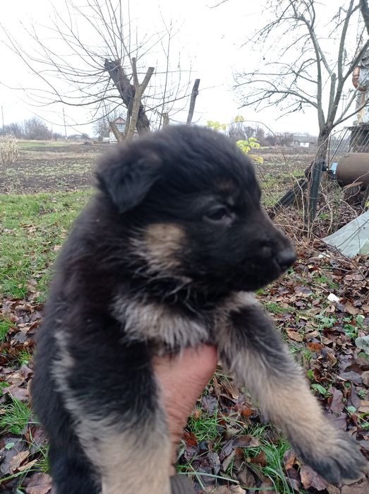 Продам цуценят німецької вівчарки. Народились 25 жовтня.