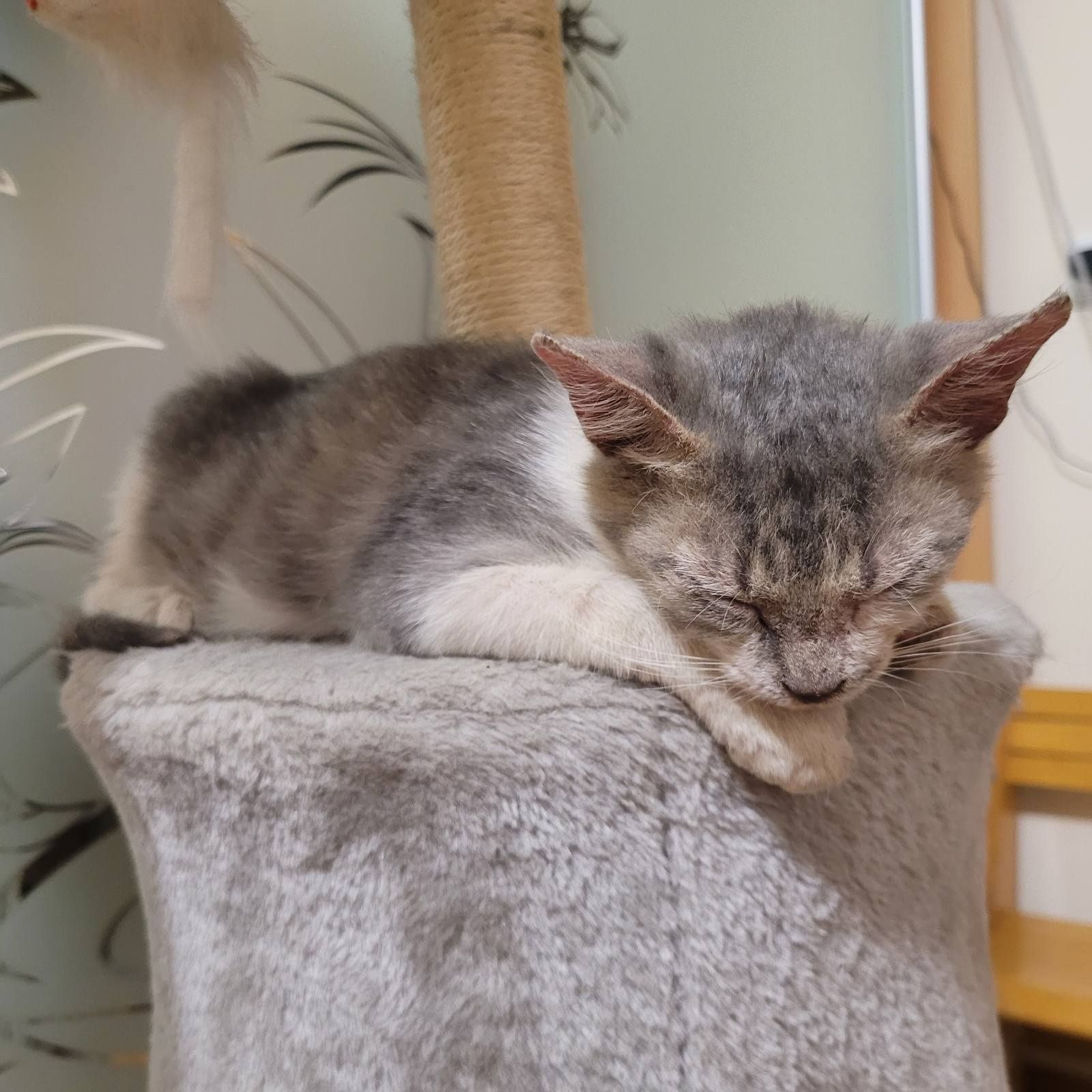 Кошеня кошенятко 2 міс.