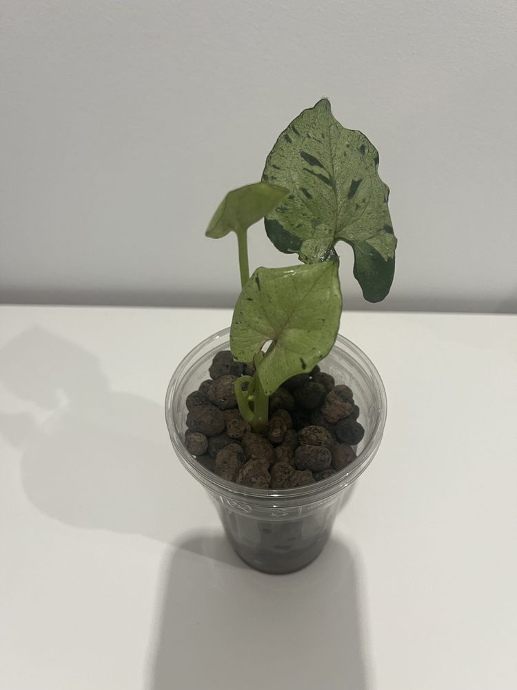 Syngonium grey ghost