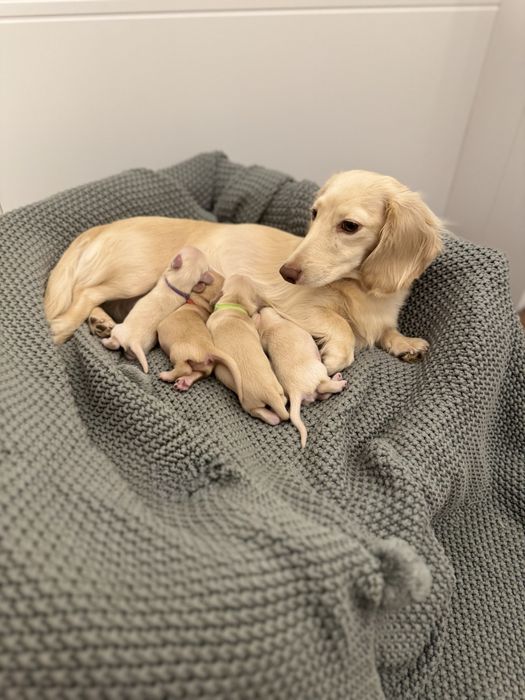 Jamnik Kremowy króliczy