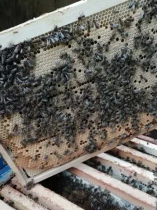 Бджолопакети з пасіки