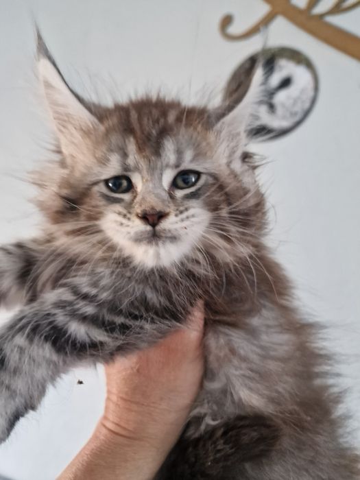 Maine Coon kocięta kotka do hodowli