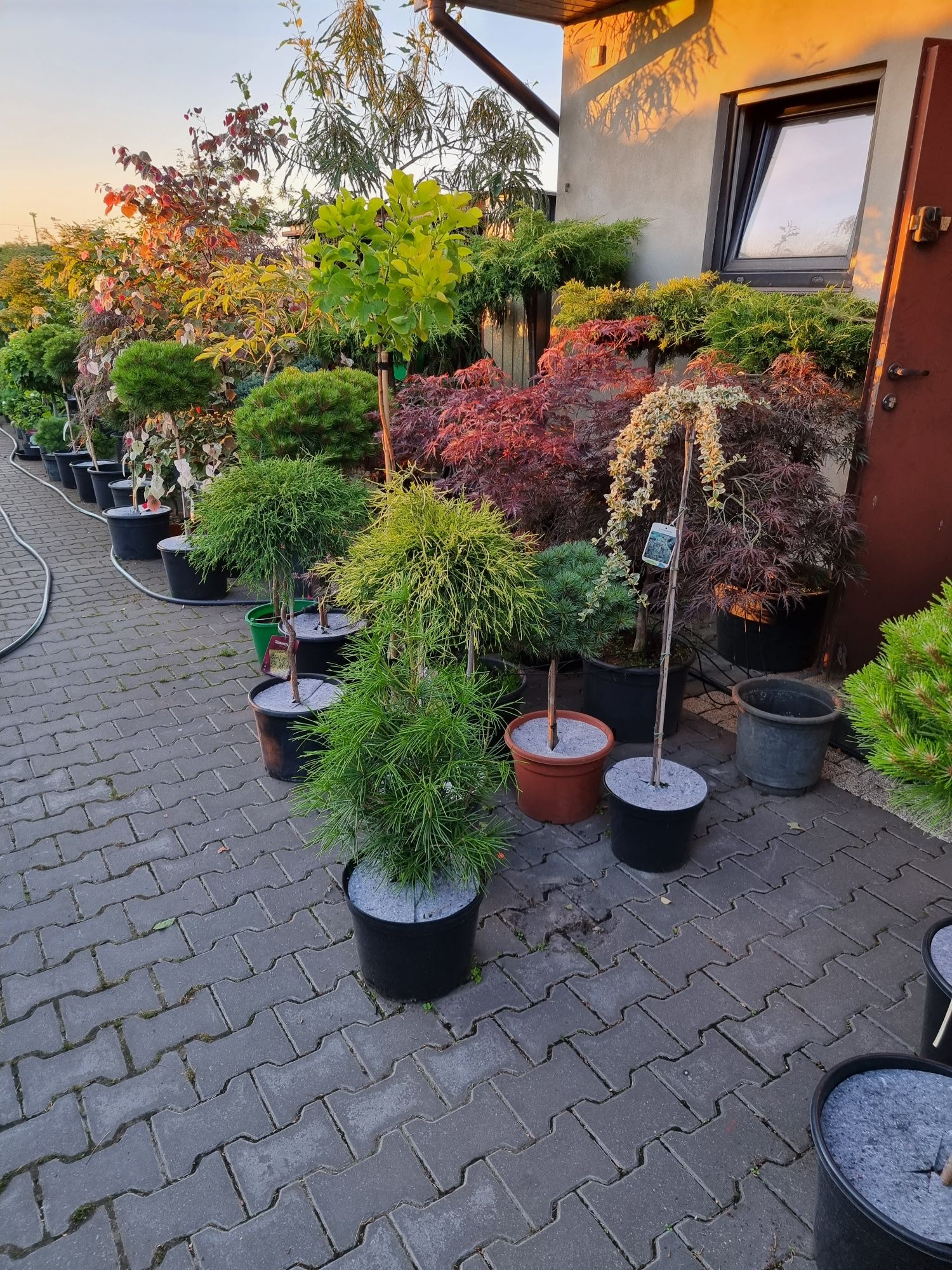 Krzewy ozdobne formowane Niwaki BONSAI rośliny ozdobne Szeroki wybór