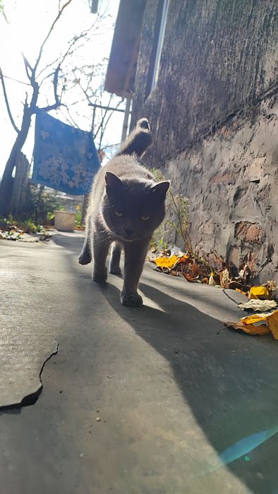 Віддам в добрі руки британець кішка стерилізована поміст бр