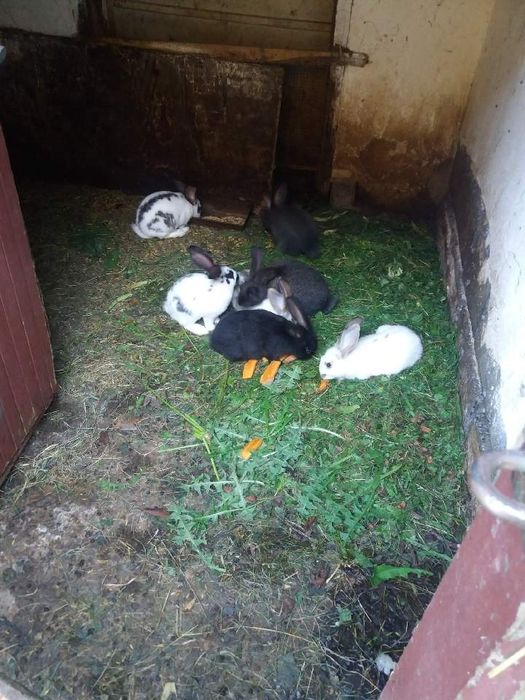 Sprzedam 8 królików półtora miesięcznych 20zl/szt
