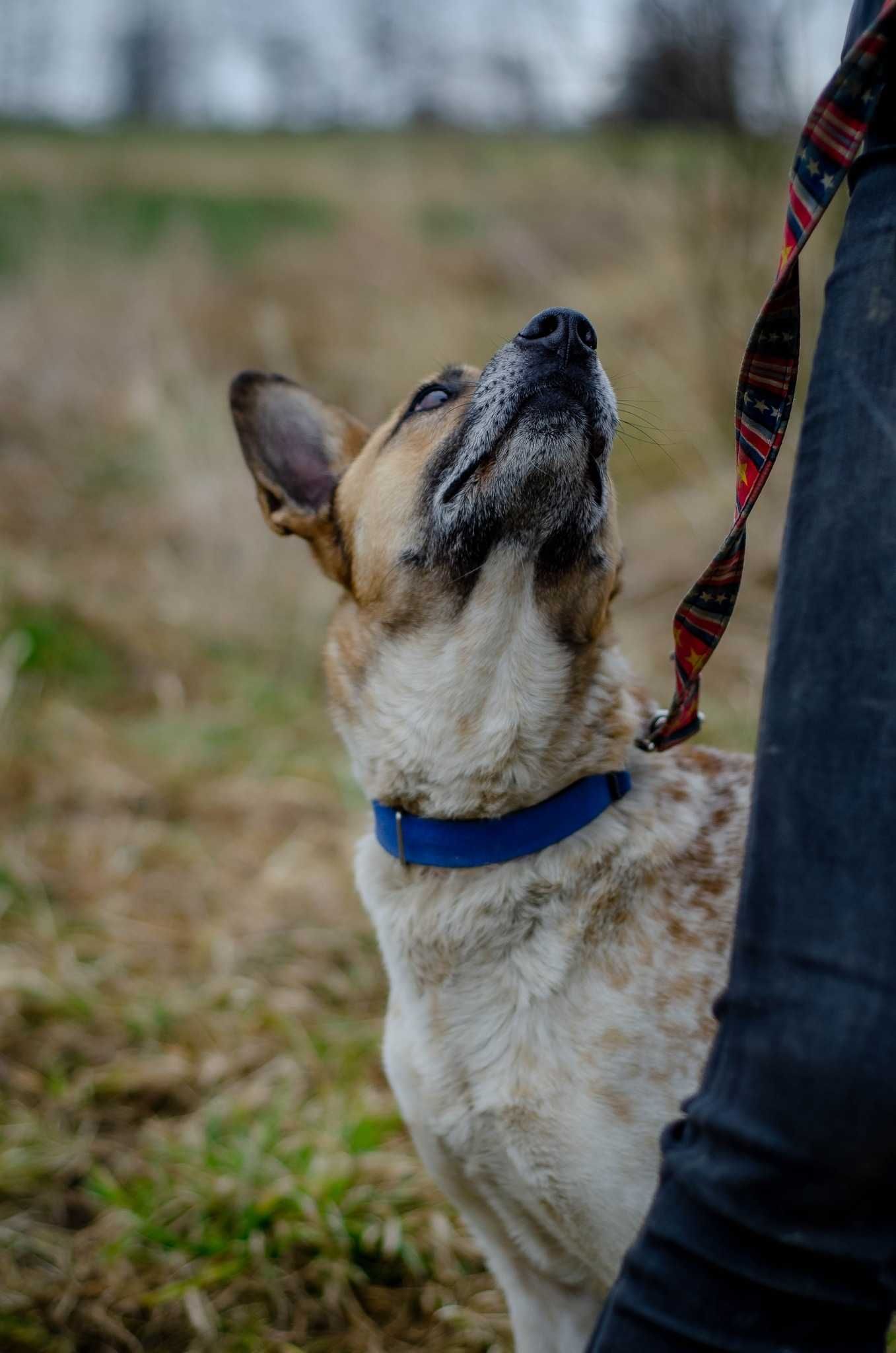 Marmurek - nastawiony na pracę z człowiekiem psiak do adopcji.