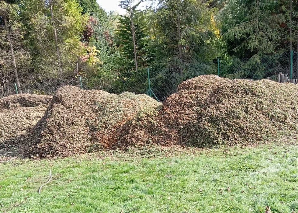 Świeża zrębka drzewna mix brzoza, leszczyzna, sosna, świerk biomasa