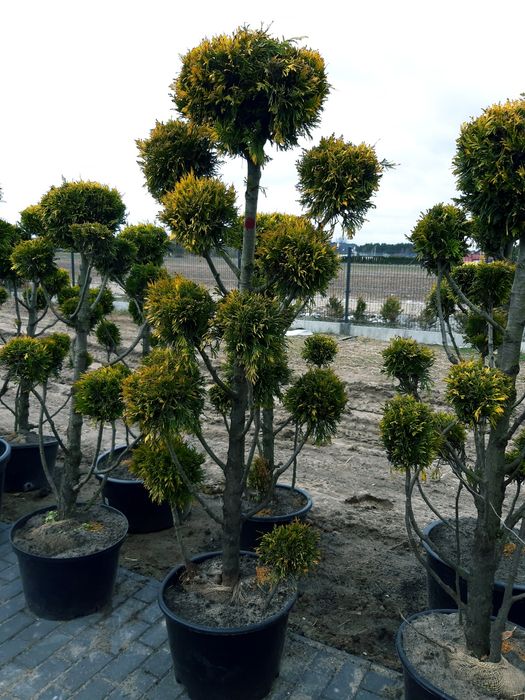 Bonsai Niwaki złota 170-220cm (katalpa,klon,szmaragd,laurowiśnia)