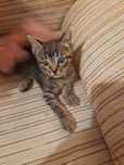 Gatinha bebé para adopção
