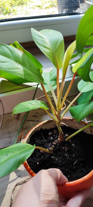 Fikus Filodendron Malaya Gold