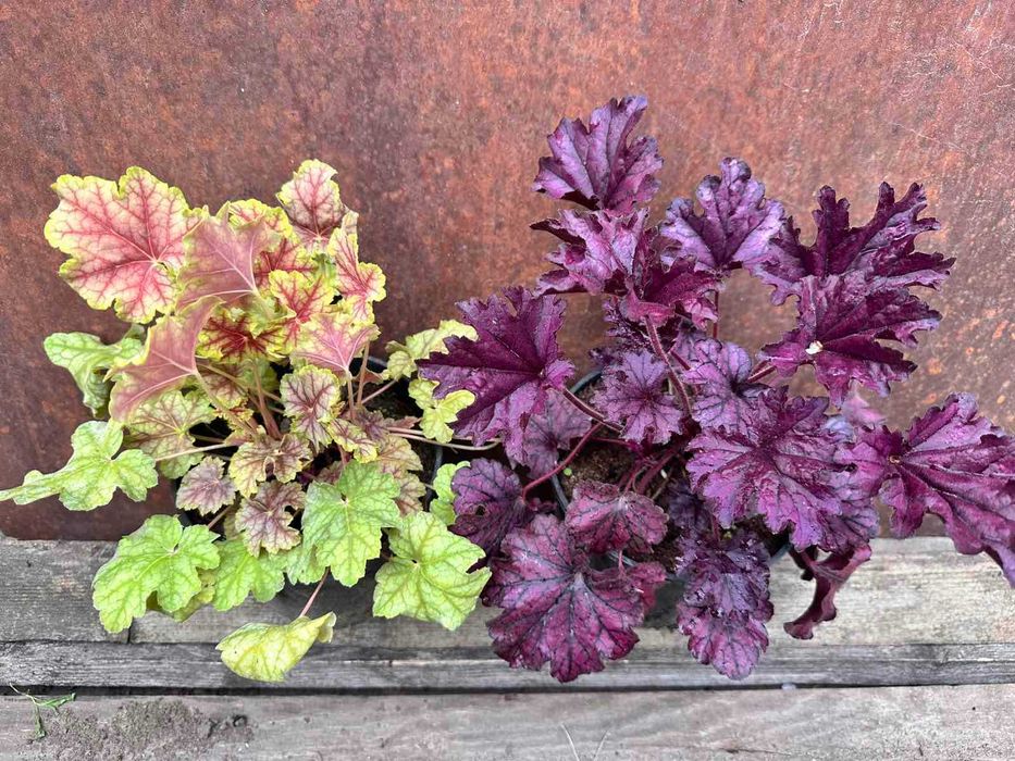 Гейхера Червона, фіолетова, жовта, срібляста