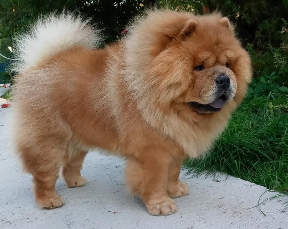 Chow chow FCI rudy piesek