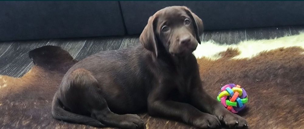 Лабрадор шоколад, коричневий білий Чорний Лабрадор Ретрівер Є Доставка