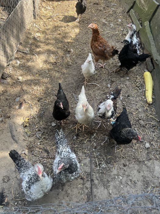 Підрощені курчата