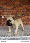 Buldog francuski piesek