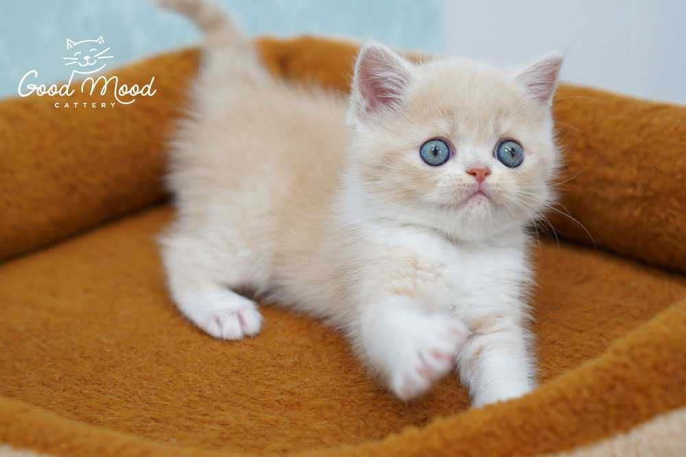 Шотландське кошеня кремового кольору. З документами!