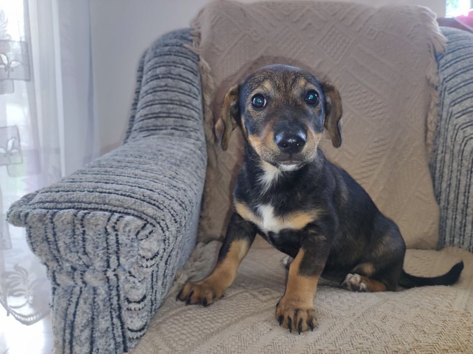 Oddam pieski w dobre ręce