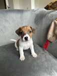 Jack Russell Terrier