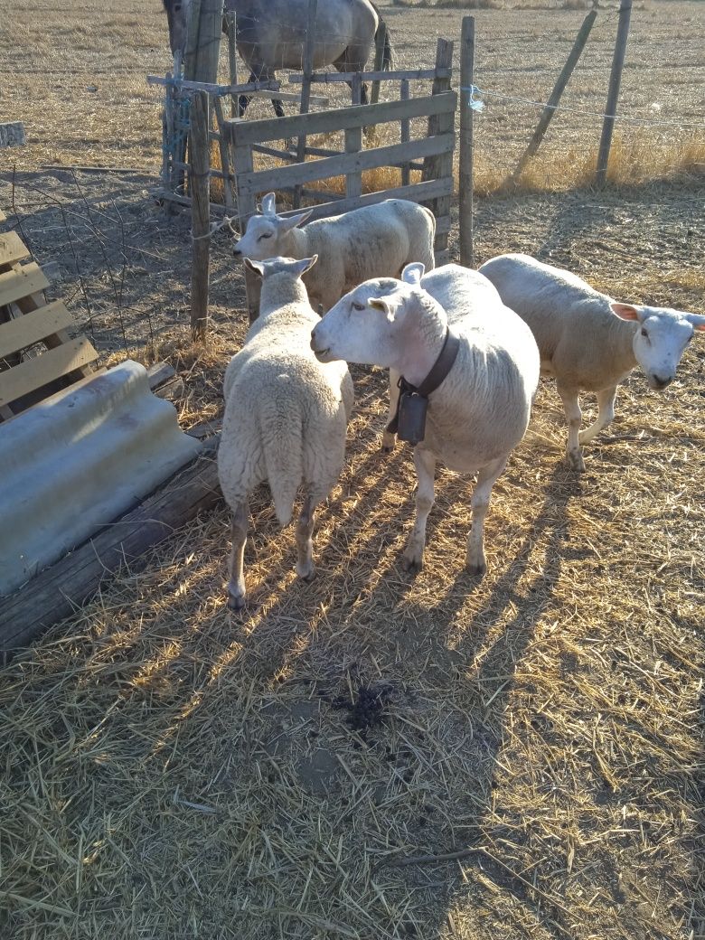 Vendo um casal de borregos