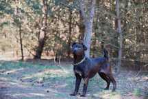 Shar pei mix, 3 letni, adopcja