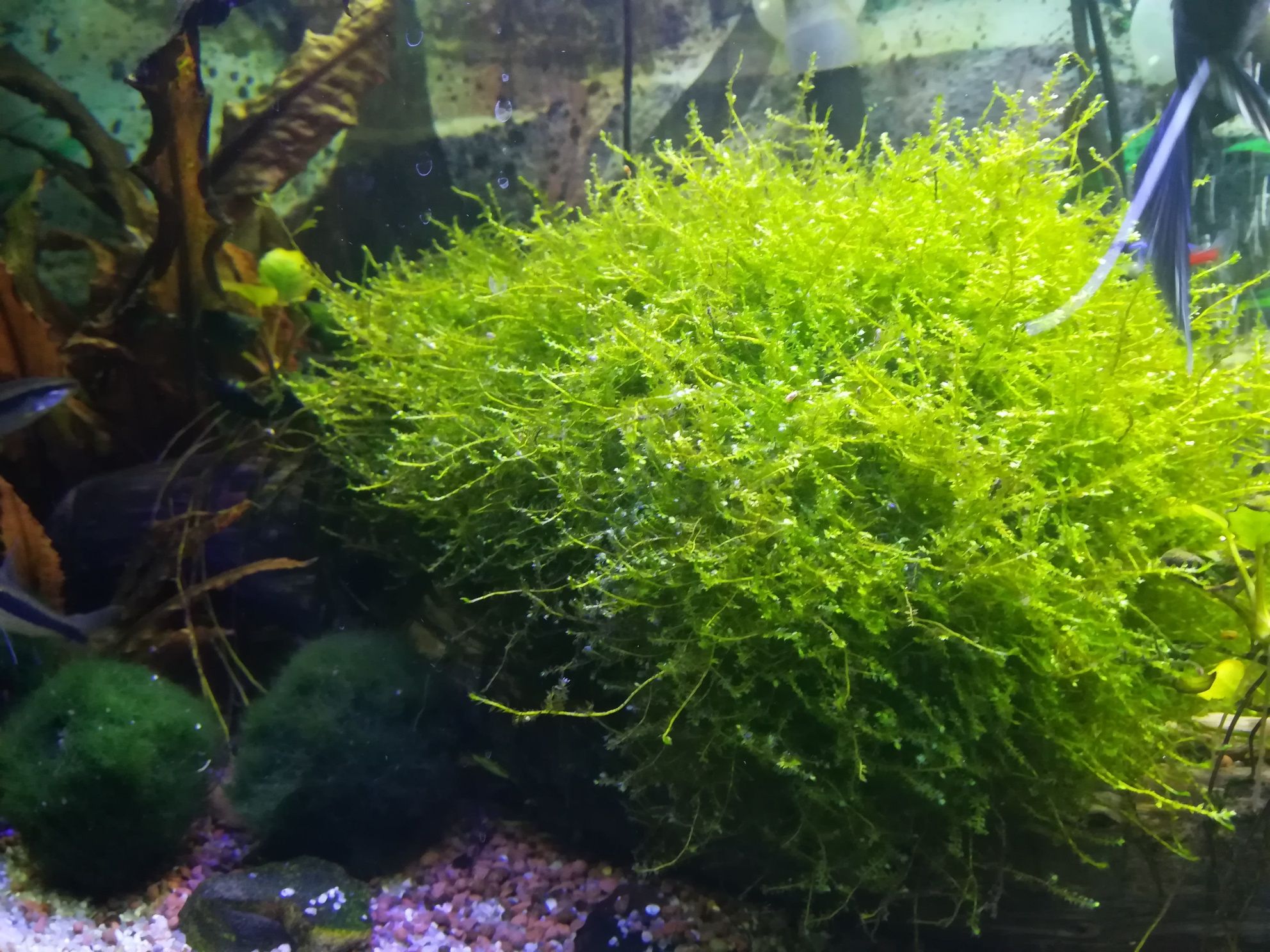 Oddam zamienię Mech do akwarium
