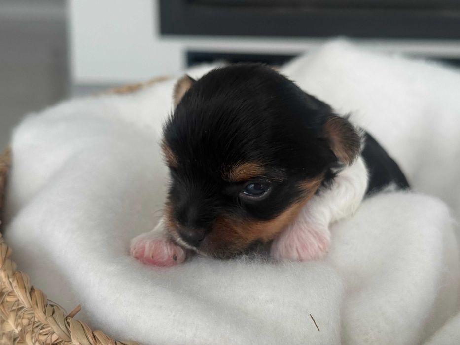 Yorkshire terrier Biewer , York , metryka ZKwP FCI , mały piesek Hugo