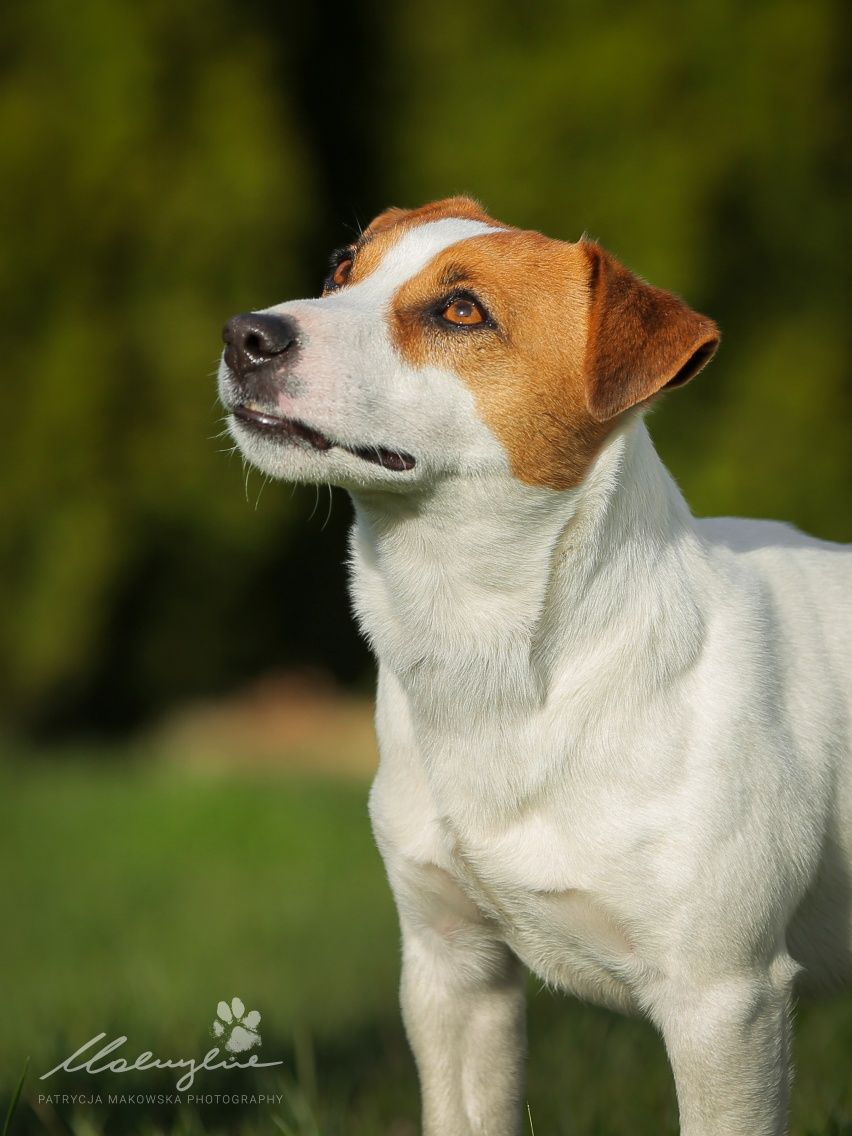 Jack Rusell Terrier Reproduktor FCI Łódzka Dolina