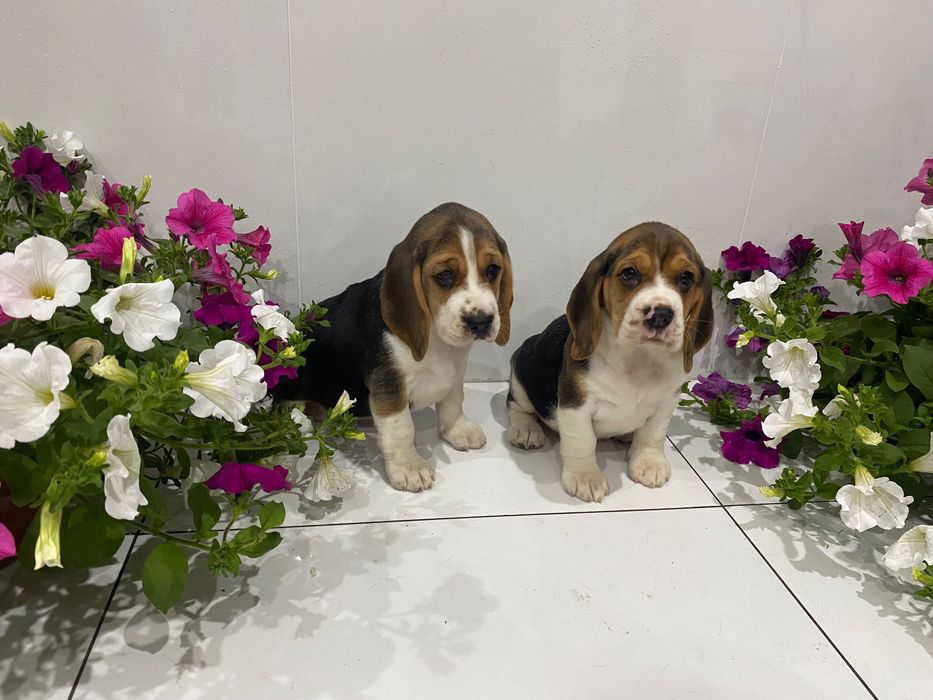 Beagle Śliczny szczeniak