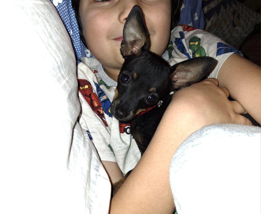 Spajki Ratlerek pinczer miniaturka