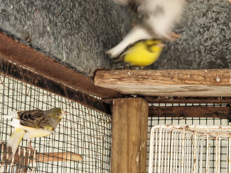 Canários várias cores, 2025