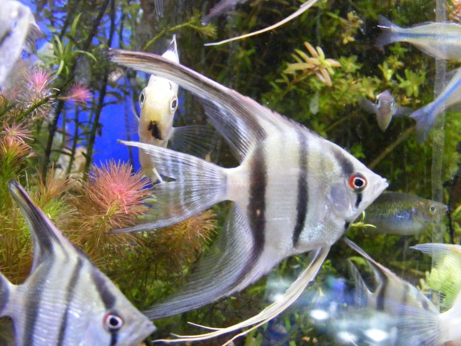 GB SKALAR niebieski żaglowiec (Pterophyllum scalare) ryba akwariuwa