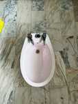Bidet Torres Novas