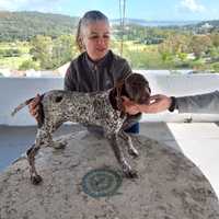 Cachorra Braco Alemão