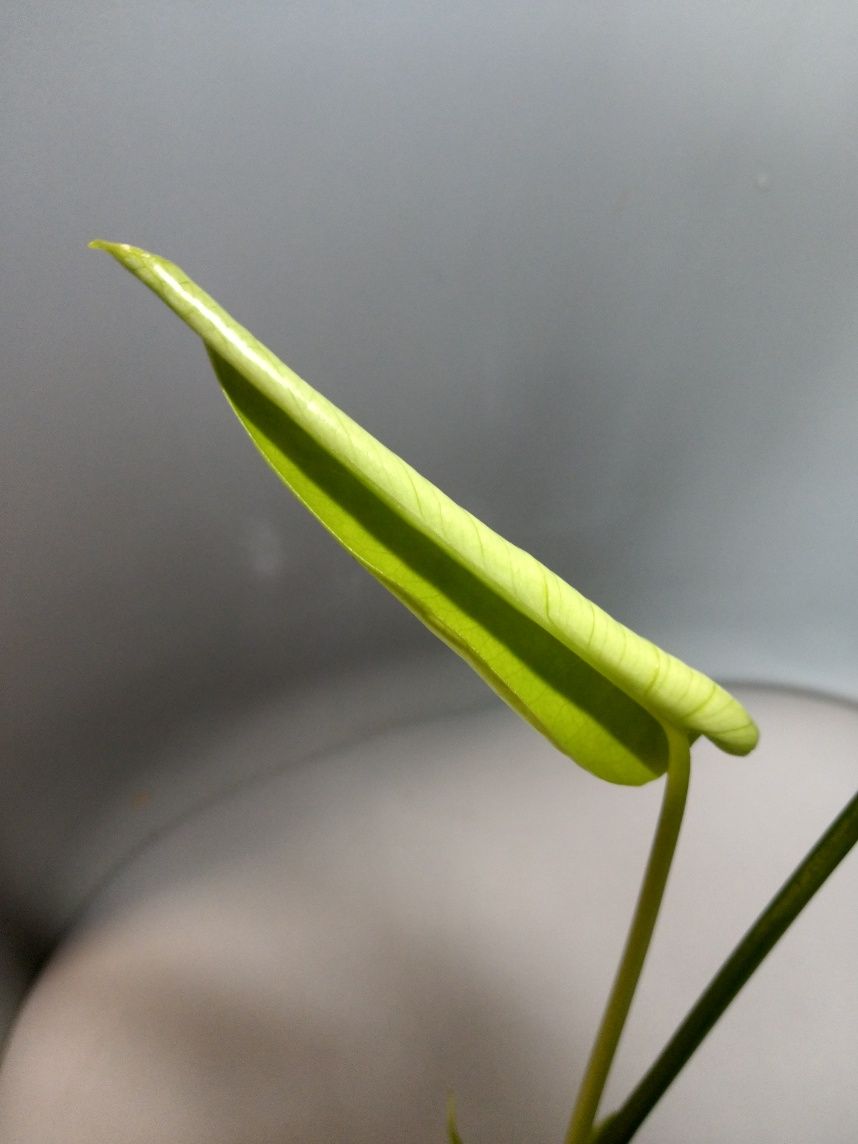 Monstera Green on Green