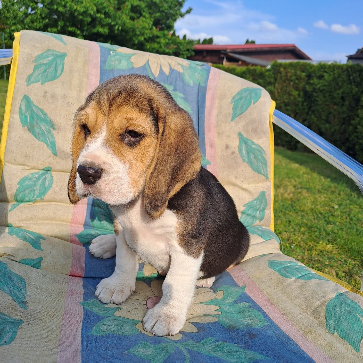 Silczny piesek beagle.