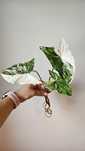 Syngonium variegata, Monstera monkey, Monstera minima, Syngonium