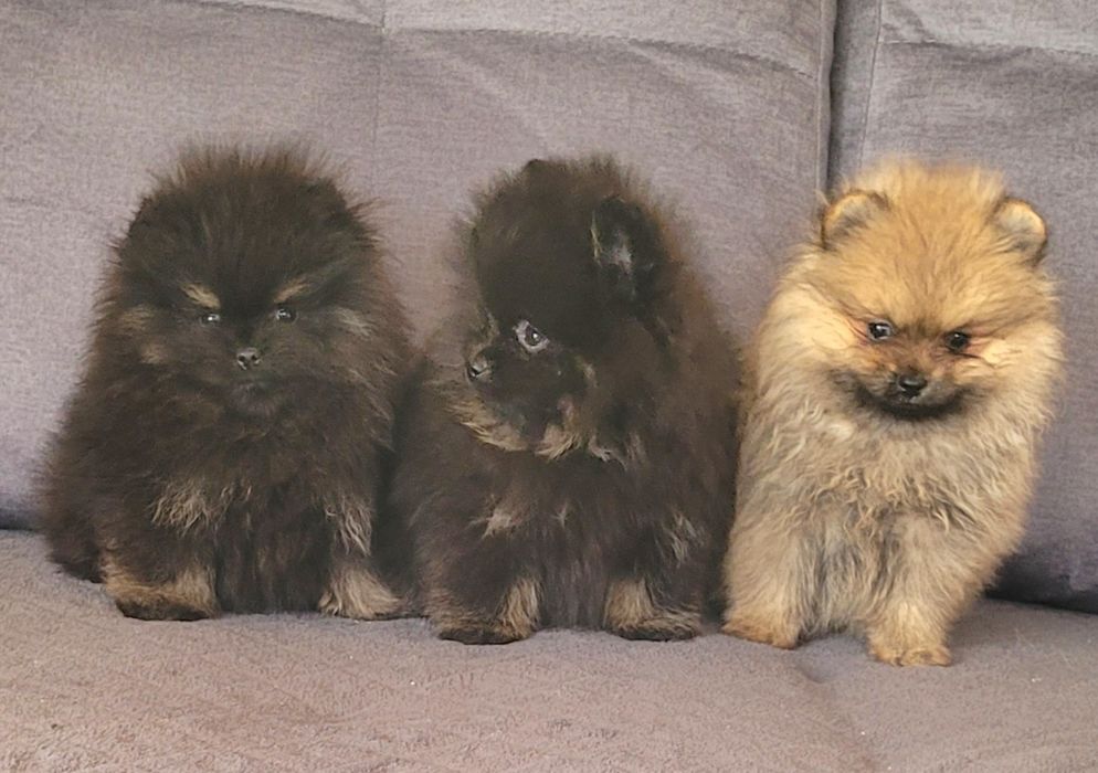 Szpic miniaturowy-chłopiec I dziewczynka