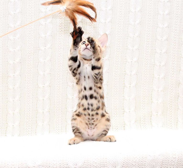 Бенгальская девочка Chanel в любимцы или в производители